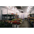 Chiller Room Sala fria para flores e frutas